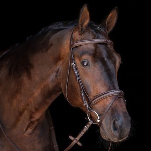 Jana Padded Bridle With Reins