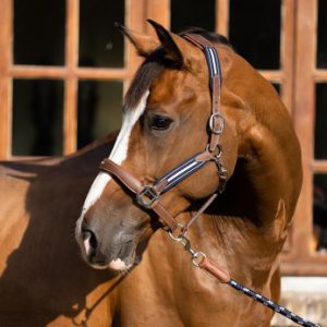 Antares Stressless halter & Lead Rope